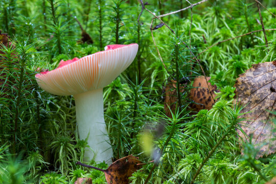 red Russula mushroom. macro photo of a mushroom growing in the forest in green sphagnum moss
