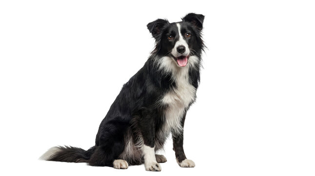 a black and white border collie dog is sitting and looking at the camera with its tongue out, isolated on a transparent background.