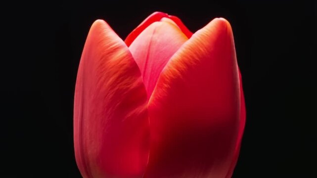 Timelapse of a red tulip blooming in macro detail on a black studio background, elegant natural concept for educational content and modern design loops