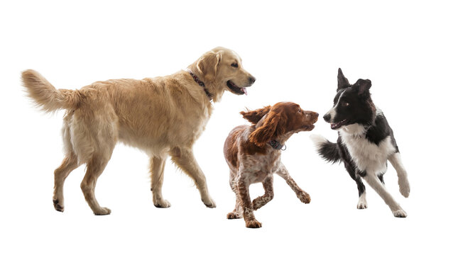 Three Playful Dogs Including Golden Retriever, Brittany Spaniel and Border Collie Interacting in Studio, Capturing Joyful Canine Movement, Isolated on Transparent Background