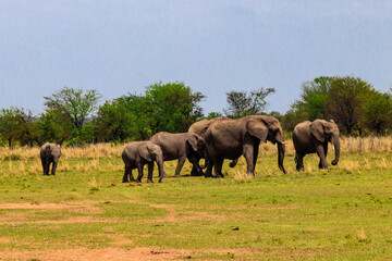 Fototapeta premium Herd of african elephants in savanna in Serengeti National park in Tanzania