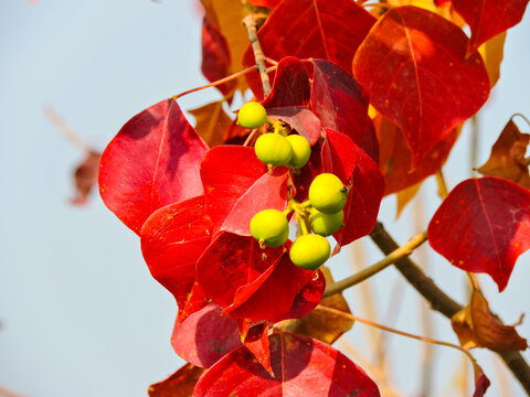 the leaves and fruit of a Chinese tallow tree, also known as a popcorn tree
