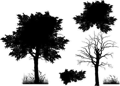 Set of realistic tree silhouettes isolated on white background. Detailed black vector shadows of oak, dead trees, grass, and bushes for landscape design and architectural visualization.