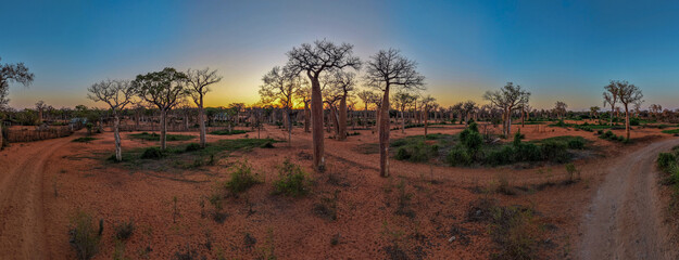 Obraz premium Baobab Forest at Sunrise – Ifaty Mangily, Madagascar. Panoramic view