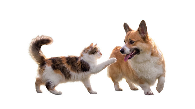 Charming Interaction Between Calico Cat and Pembroke Welsh Corgi Dog, Cat Reaching Paw Toward Dog&rsquo;s Nose, Illustrating Animal Friendship on Transparent Background