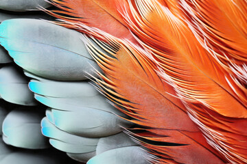 Naklejka premium PNG Vibrant feather texture, transparent background