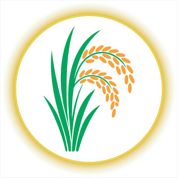 Rice Plant Vector Illustration,Golden Rice Paddy Logo Design,Agriculture Rice Crop Vector,Organic Rice Plant Flat Icon,Rice Grain Farming Symbol,Paddy Rice Plant Logo Vector,Asian Rice Crop Illustrati