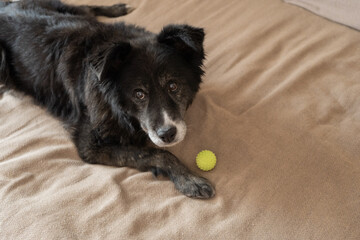 Senior dog lying on bed with green tennis ball beside it  