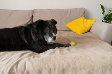 Senior dog lying on sofa with green ball and yellow pillow nearby  