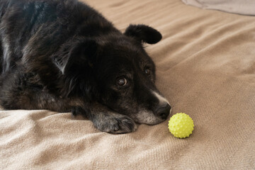 Senior black dog lying on bed beside yellow ball looking thoughtful  