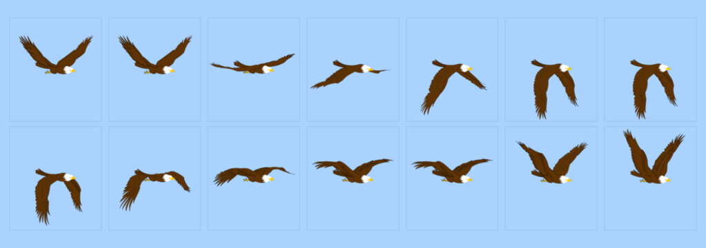 Eagle 3 4th flying Loop Animation, Frame by Frame Blad Eagle Animated Vector Illustration, Bird Fly cycle can be used in 2D Animation, Motion Graphics, and Infographics, Easy to Edit
