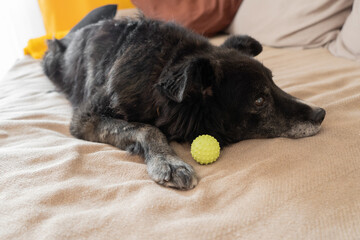 Senior dog resting on couch with a ball beside it  