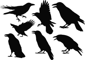 Obraz premium Crow and Raven Silhouettes Set in Flying and Standing Poses, Black Bird Wildlife Collection for Nature, Gothic and Halloween Design Vector Illustration Isolated on White Background