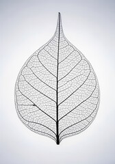 Delicate leaf skeleton macro isolated on light background nature science minimal concept