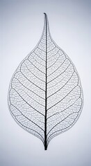 Delicate leaf skeleton macro isolated on light background nature science minimal concept