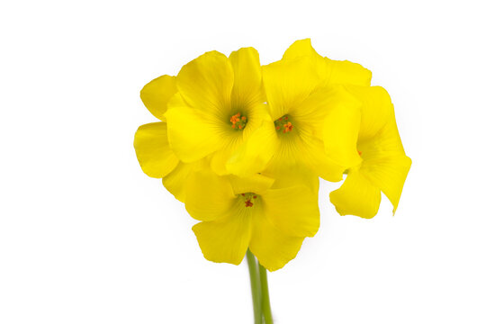 Yellow Oxalis pes-caprae, Bermuda buttercup or African wood-sorrel flowers, close up. Oxalis pes-caprae, citrus is a species of herbaceous plant of the genus Oxalis in the family Oxalidaceae