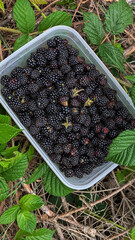 Ripe blackberries. Harvesting