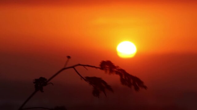 4K cinematic sunset b-roll of sun going down with silhouette bushes from on top of a mountain in Phan Thiet , Vietnam 
