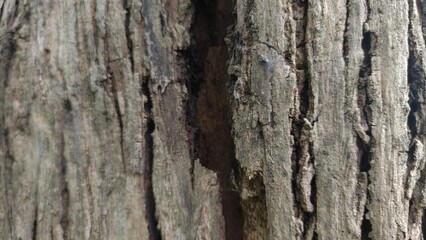 Obraz premium Close-up natural tree bark texture with rough details and organic pattern. Perfect for background design, material texture, rustic themes, nature concepts, and eco content.