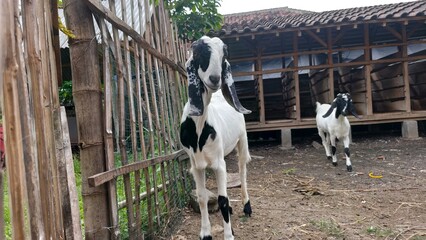 Goat livestock standing in a traditional farm pen with natural rural atmosphere. Perfect for agriculture content, livestock education, farming promotion, agribusiness marketing, and rural themes