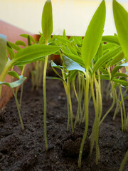 Obraz premium seed germination process in organic soil