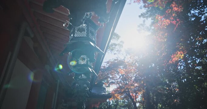Cinematic, low shot under beautiful Japanese lanterns with sun flare and autumn leaves