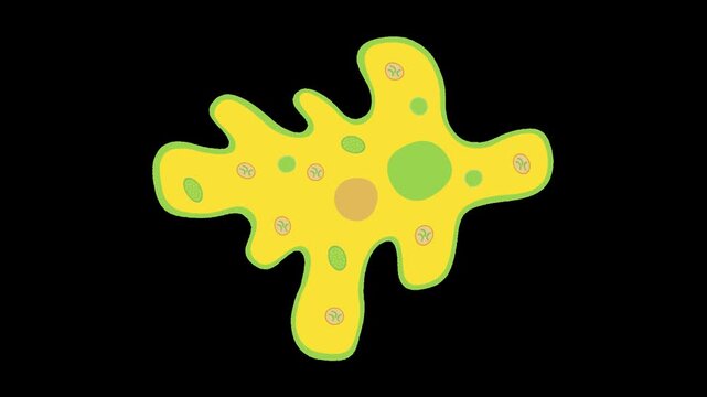 amoeba movement biology alpha channel animation 