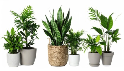 Fototapeta premium Lush green house plants isolated on white, set 