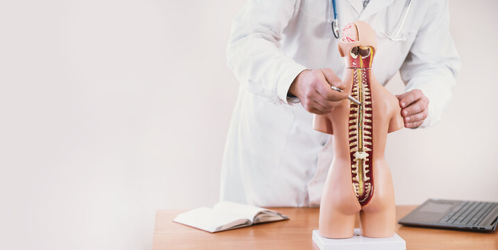 doctor points to human spine on anatomical model of human body. Bone and skeletal structure: biology and medicine training. Posture and musculoskeletal problems, protrusion, herniated discs copy space