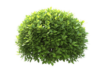 Obraz premium A vibrant green bush with lush foliage isolated on transparent background for landscaping or gardening concepts