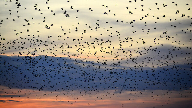 Huge flock of crows at dusk in the sky above Targu Mures, Transylvania.
