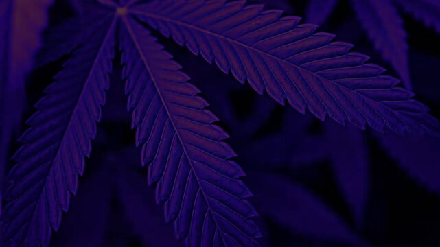 Cannabis plant with vibrant purple leaves illuminated by blue light in a dark indoor grow room for medical or recreational purposes