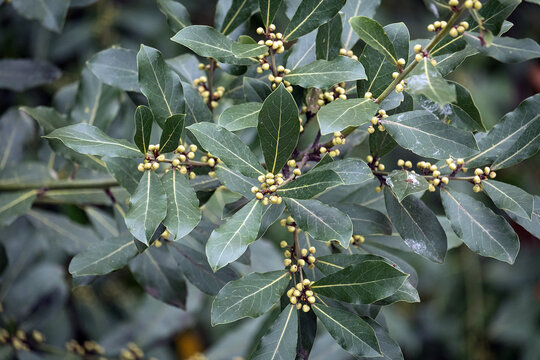 On a laurel tree branch, leaves and seeds. bay tree. daphne. Laurus nobilis.
