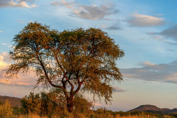 Obraz premium Paysage de Namibie au lever du soleil
