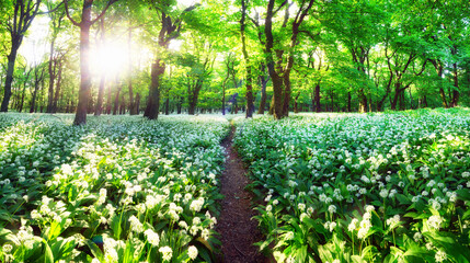 Wild Garlic in Bloom with sun in green forest landscape