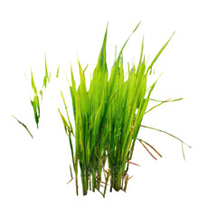 Bright green grass clump against a black backdrop