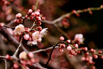 絡み合う枝が美しい紅梅