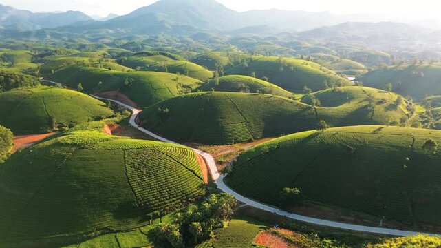 Beautiful aerial view of the iconic Long Coc tea plantations at sunrise, showcasing the unique round hills, winding roads, and morning mist in Phu Tho province.