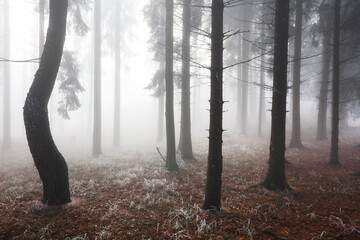 Deep in the Magical Forest Where Mist Guards Ancient Secrets