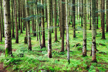 Green forest pine panorama at day - wood