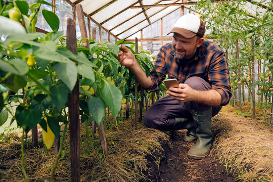 Farmer examining pepper plants in organic farm