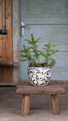 Christmas tree in a flower pot