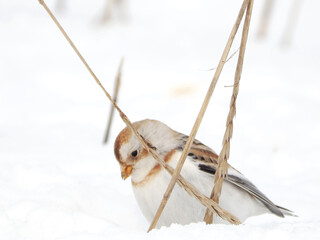 渡来した可愛いユキホオジロ