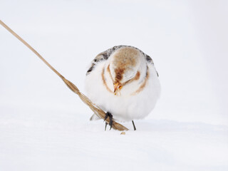 渡来した可愛いユキホオジロ
