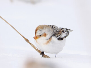 渡来した可愛いユキホオジロ