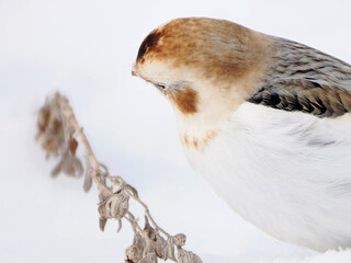渡来した可愛いユキホオジロ