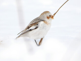 渡来した可愛いユキホオジロ