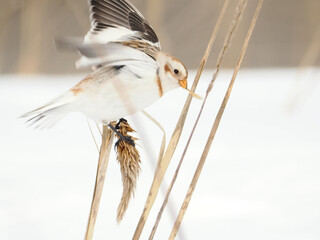 渡来した可愛いユキホオジロ