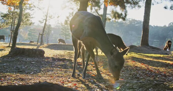 Little boy hesitating to pet grazing deer in park at sunset