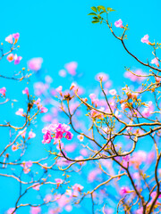 Pink magenta tabebuia trumpet flowers blooming sparsely on thin bare tree branches against bright cyan blue sky